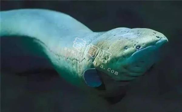 水可以導(dǎo)電，如果閃電打到海里，一次會電死多少魚？