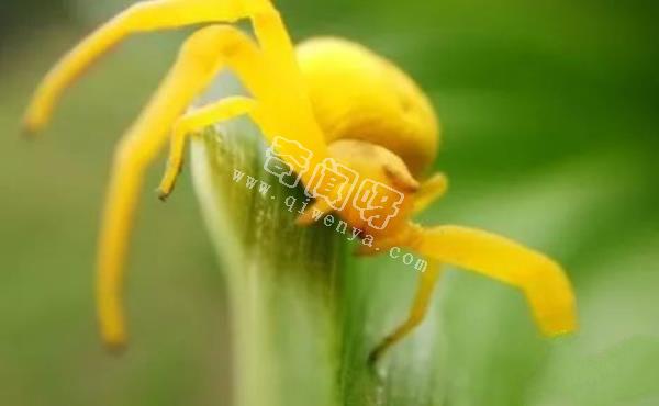 中國十大毒蜘蛛,第一名毒性超過響尾蛇(黑寡婦)