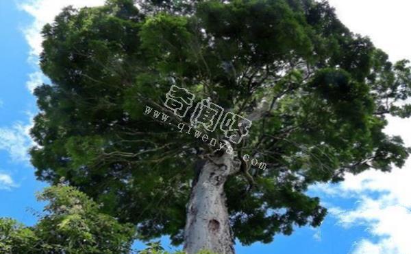 世界上最罕見的十大新物種:獅子魚可承受700公斤壓力