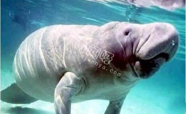 美人魚是史前地球人類用基因改造的?