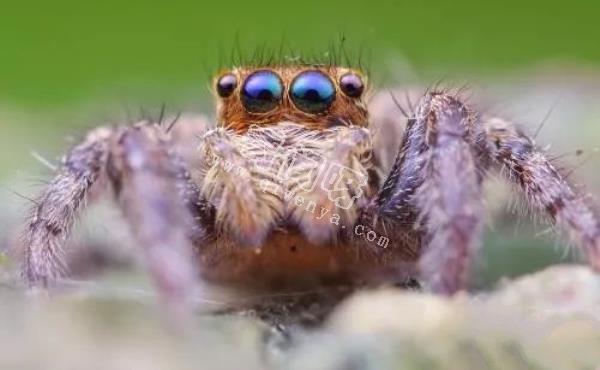 地表最強壯的十大動物 老虎獅子僅排第二第三