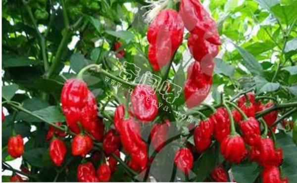 娜迦毒蛇,不是蛇而是世界上最辣的辣椒 被用到軍事領域