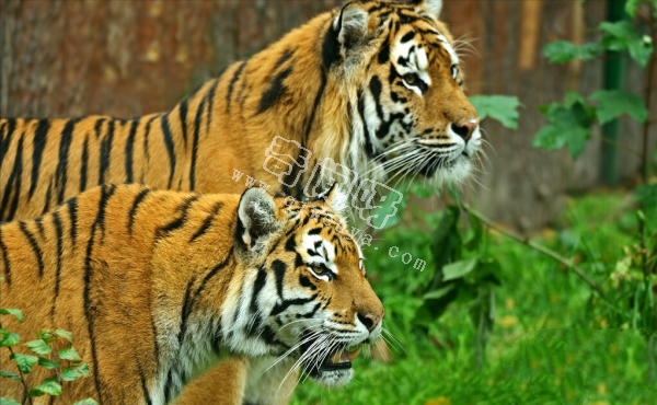 世上咬合力最強的十種動物,獅子老虎墊底