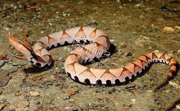 農村的“土呆子”卻是“傷人之王”,蝰蛇科的毒蛇到底有多可怕?