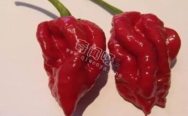 娜迦毒蛇,不是蛇而是世界上最辣的辣椒 被用到軍事領域