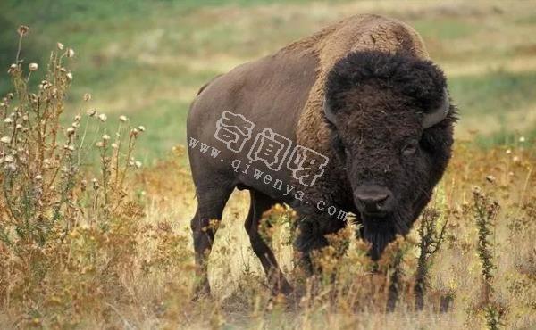 人類培育出來的10種“奇怪”的雜交動物!