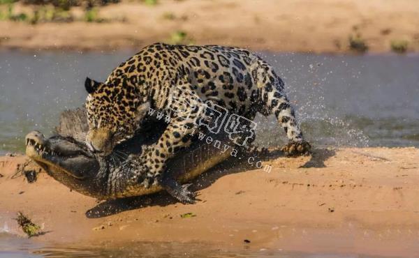 世上咬合力最強的十種動物,獅子老虎墊底