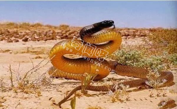 世界上最毒的蛇,內陸太攀蛇秒殺眼鏡王蛇