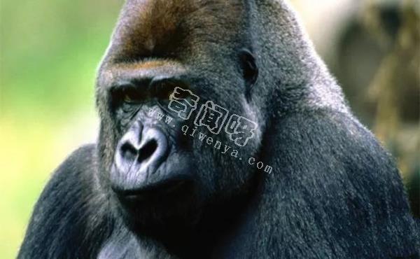 地表最強壯的十大動物 老虎獅子僅排第二第三