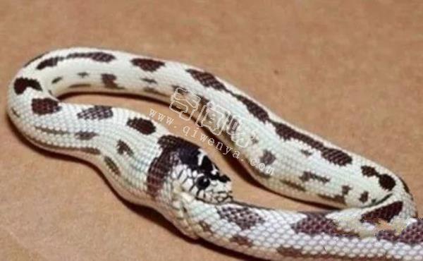 環(huán)箍蛇自食其尾,為什么自己吃自己?