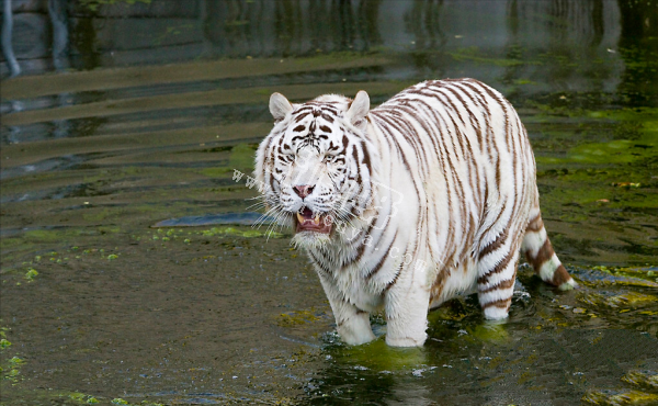 世上咬合力最強的十種動物,獅子老虎墊底