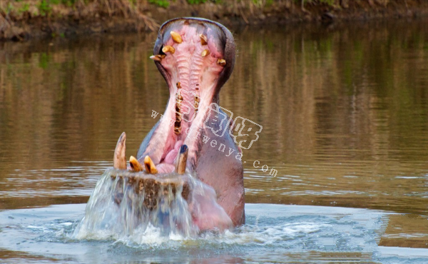 世上咬合力最強的十種動物,獅子老虎墊底