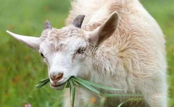 人類培育出來的10種“奇怪”的雜交動物!