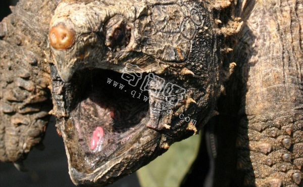 世上咬合力最強的十種動物,獅子老虎墊底