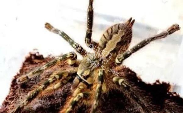 中國十大毒蜘蛛,第一名毒性超過響尾蛇(黑寡婦)