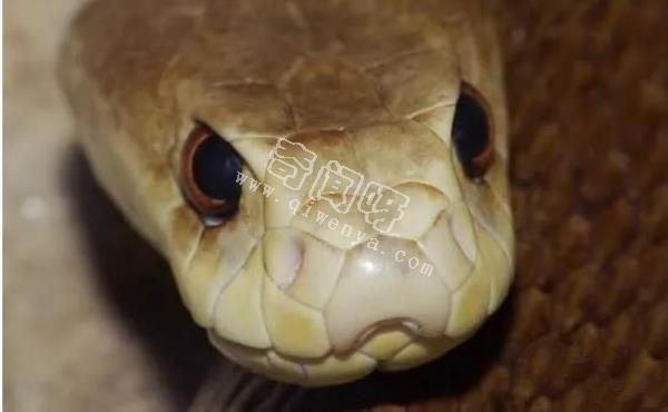 世界上最毒的蛇，內陸太攀蛇秒殺眼鏡王蛇