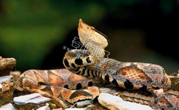 農村的“土呆子”卻是“傷人之王”,蝰蛇科的毒蛇到底有多可怕?