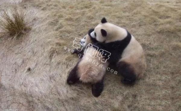 大熊貓是如何求偶的?沒點實力找不到“老婆”,場面異常激烈