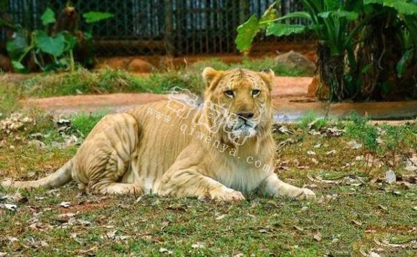 人類培育出來的10種“奇怪”的雜交動物!