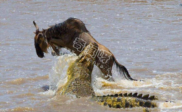 世上咬合力最強的十種動物,獅子老虎墊底