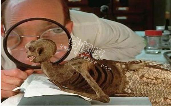 美人魚是史前地球人類用基因改造的?