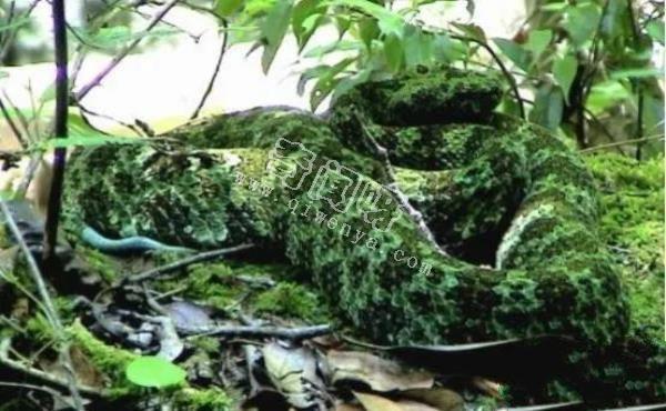 農村的“土呆子”卻是“傷人之王”,蝰蛇科的毒蛇到底有多可怕?