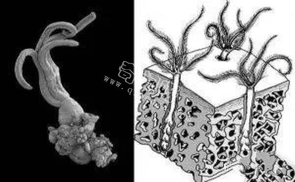 食骨蠕蟲:恐怖的鉆骨寄生動物 鯨魚最大的殺手