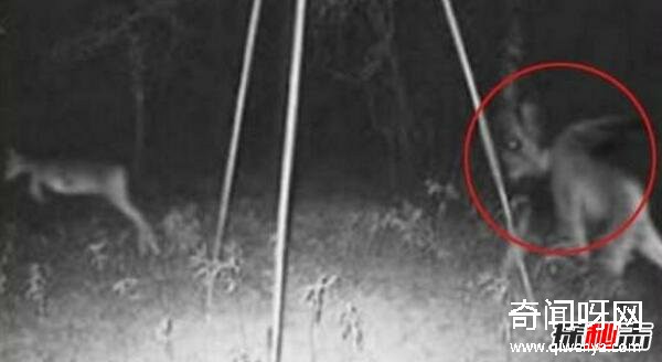 美洲卓柏卡布拉,恐怖的人形吸血怪獸(圖片)