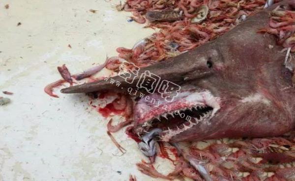 地球上10大最可怕的鯊魚,第七頭部酷似錘子