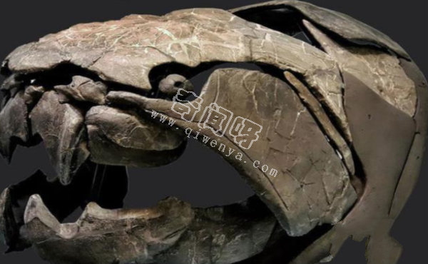 這就是地球第一代統治者,沒有牙齒的怪物,鯊魚和同類都是食物