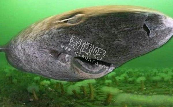 地球上10大最可怕的鯊魚,第七頭部酷似錘子