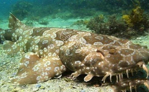 地球上10大最可怕的鯊魚,第七頭部酷似錘子