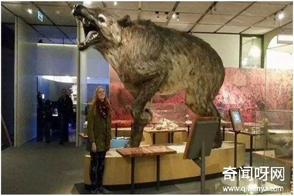 動(dòng)物未解之謎