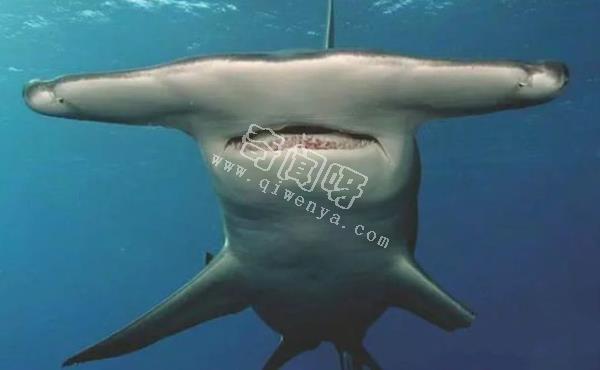 地球上10大最可怕的鯊魚,第七頭部酷似錘子