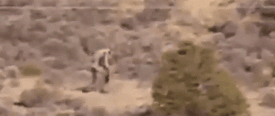 美洲卓柏卡布拉,恐怖的人形吸血怪獸(圖片)