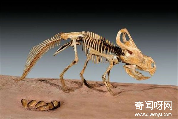 動(dòng)物未解之謎