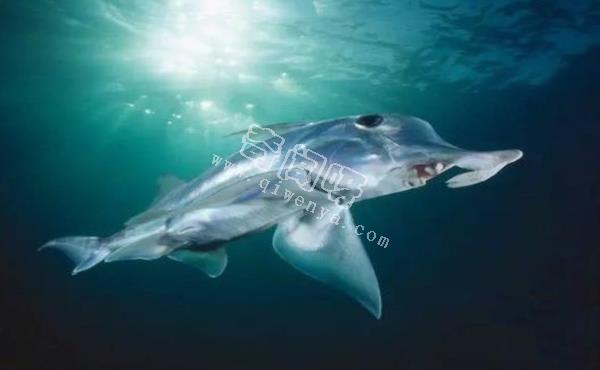 地球上10大最可怕的鯊魚,第七頭部酷似錘子