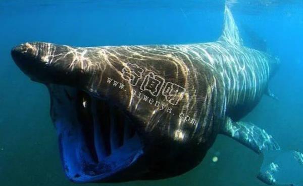 地球上10大最可怕的鯊魚,第七頭部酷似錘子