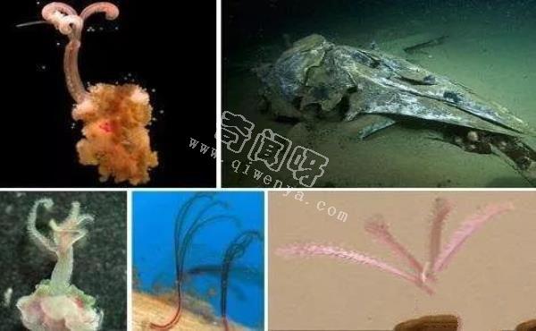 食骨蠕蟲:恐怖的鉆骨寄生動物 鯨魚最大的殺手