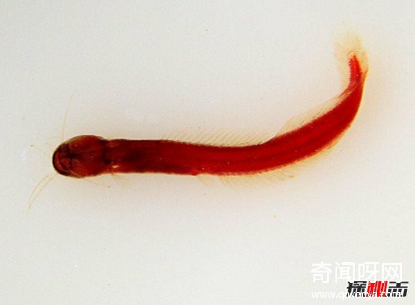 世界上有哪些怪魚?盤點10種讓人害怕的魚類(逆天存在)