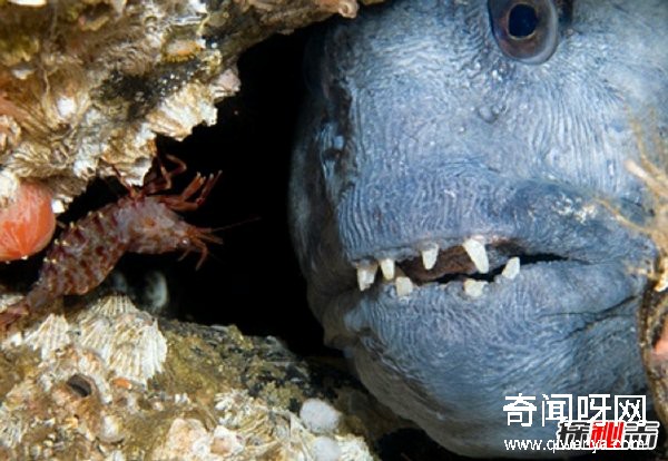 什么動(dòng)物最讓人害怕?盤(pán)點(diǎn)讓人望而生畏的十大動(dòng)物