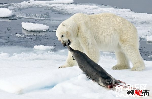 什么動(dòng)物最讓人害怕?盤(pán)點(diǎn)讓人望而生畏的十大動(dòng)物