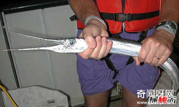 什么動(dòng)物最讓人害怕?盤(pán)點(diǎn)讓人望而生畏的十大動(dòng)物