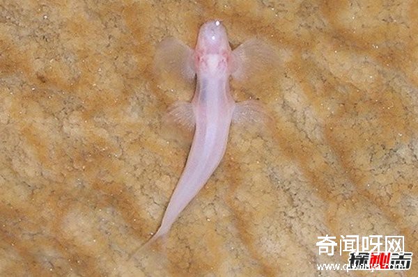 世界上有哪些怪魚?盤點10種讓人害怕的魚類(逆天存在)