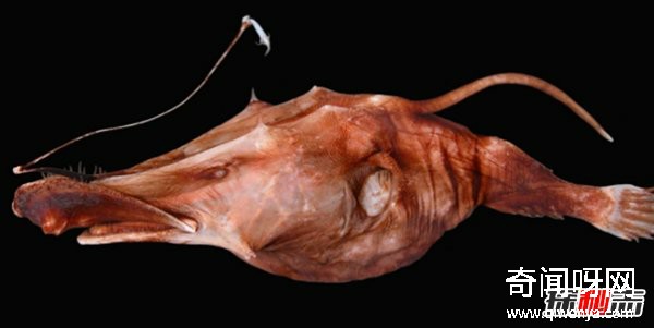 世界上有哪些怪魚?盤點10種讓人害怕的魚類(逆天存在)