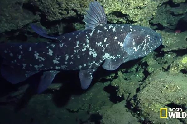 首次發現海底魚會走路,再次挑戰進化論謬論