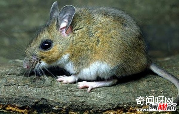 什么動(dòng)物最讓人害怕?盤(pán)點(diǎn)讓人望而生畏的十大動(dòng)物