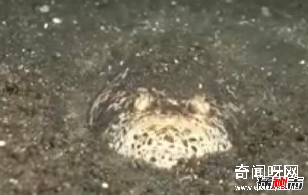 世界上有哪些怪魚?盤點10種讓人害怕的魚類(逆天存在)