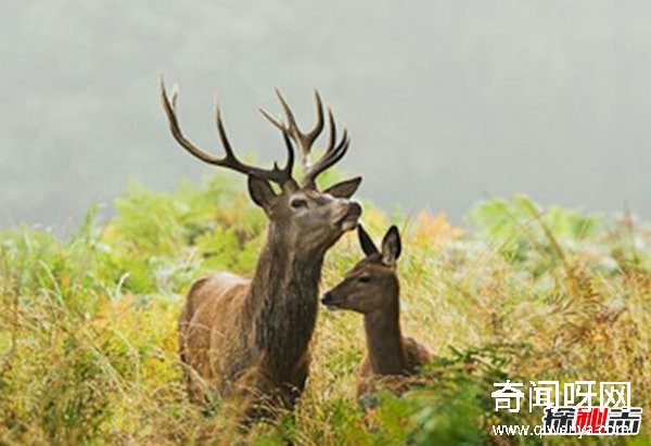什么動(dòng)物最讓人害怕?盤(pán)點(diǎn)讓人望而生畏的十大動(dòng)物