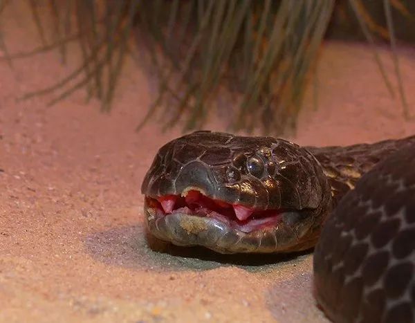 13種隱藏在美麗軀體下的超危險“最致命的恐怖毒蛇”